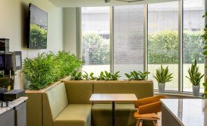 Discover Aztec Plants – Your go-to for office plant hire, maintenance, and bespoke plant solutions in the UK. Enhance your workspace today.