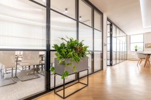 Indoor Office Plants