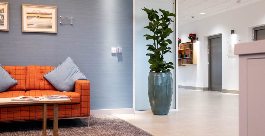 Plant hire in Ipswich, Large planter in office space