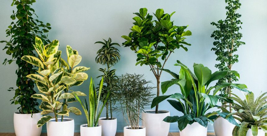 Plant Health Day 2023