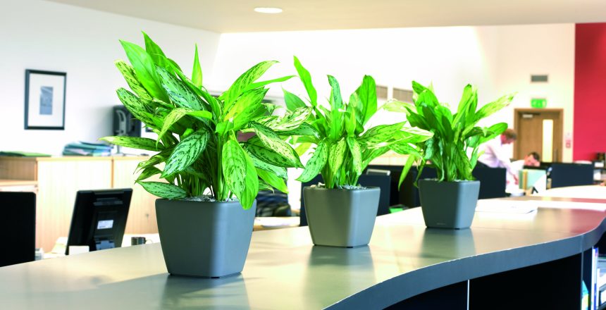 office plant hire for marketers