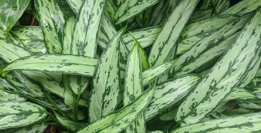 Aglaonema office plant