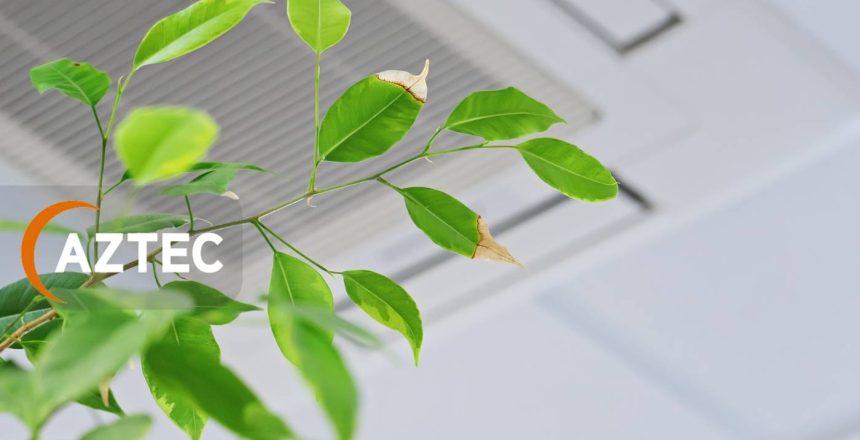 How Plants Boost Air Quality in Closed Spaces