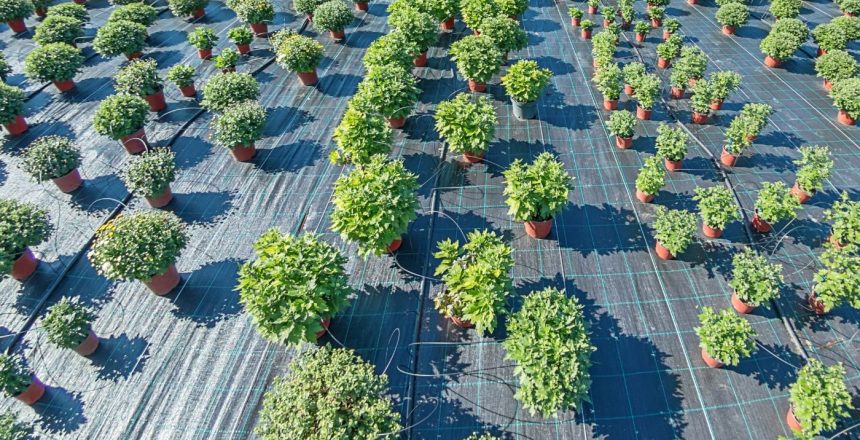 Elevate your business environment with expertly tips on selecting the perfect plants for businesses, optimising aesthetics and well-being.