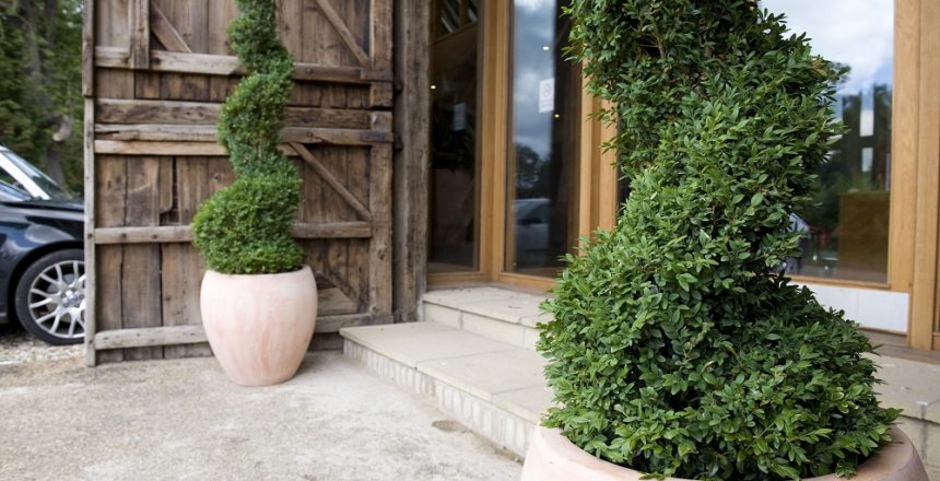 Buxus hedging