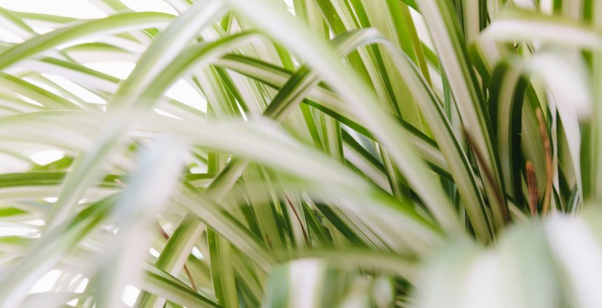 Spider Plant (Chlorophytum)