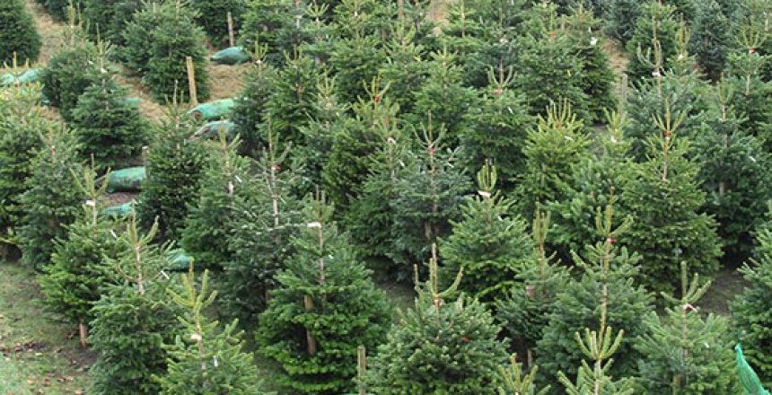 species of christmas tree
