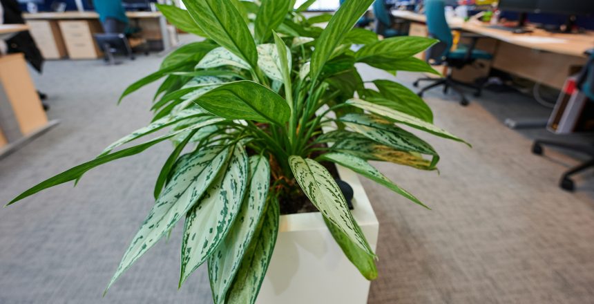 Close up of Large rectangle planters in Bedford office