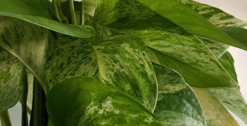 Epipremnum aureum (Devil's Ivy) office plant