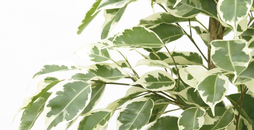 Weeping Fig (Ficus Benjamina)