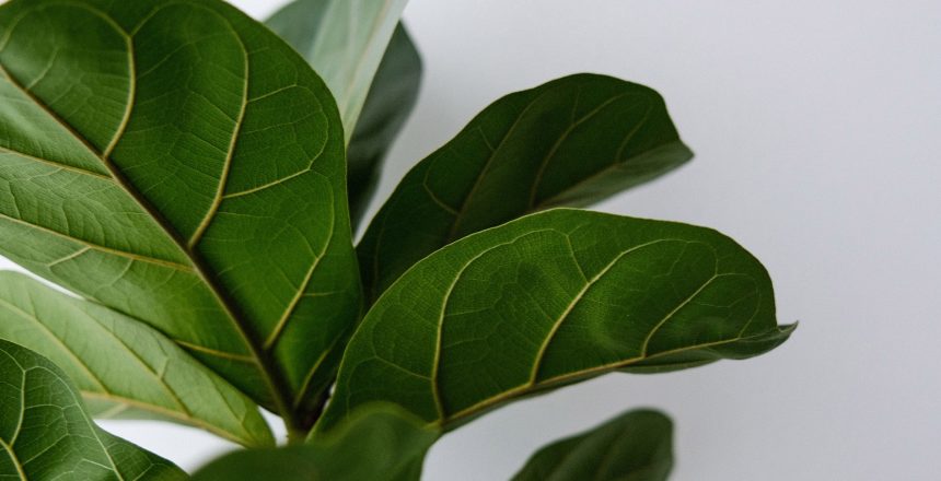 Fiddle-leaf Fig (Ficus Lyrata) Ficus lyrata Warb
