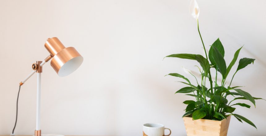 Peace lily office plant hire in a wooden pot, on desk with a cup of tea, a notebook, a pen, and a lamp