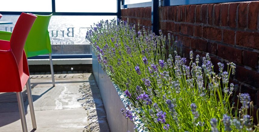 Living walls, Moss Walls, Plant Hire, Office Plants, Indoor Plants, Outdoor Plants, Foliage Rental, Real Plants, Artificial Plants, Roof Garden