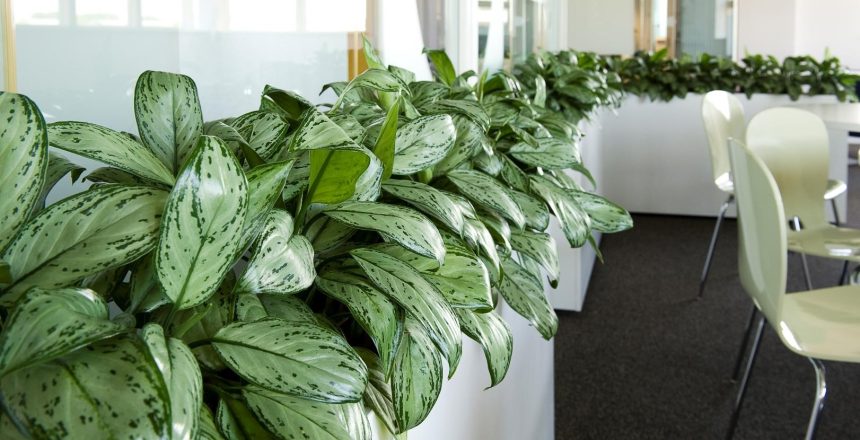 Aglaonema commutatum Schott (Chinese evergreen) in tall planters