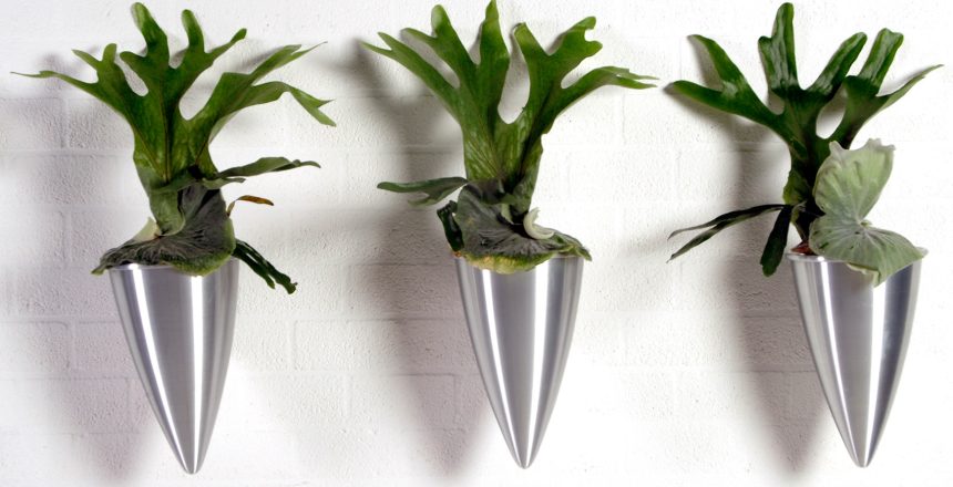 Platycerium (Staghorn Fern) office plant