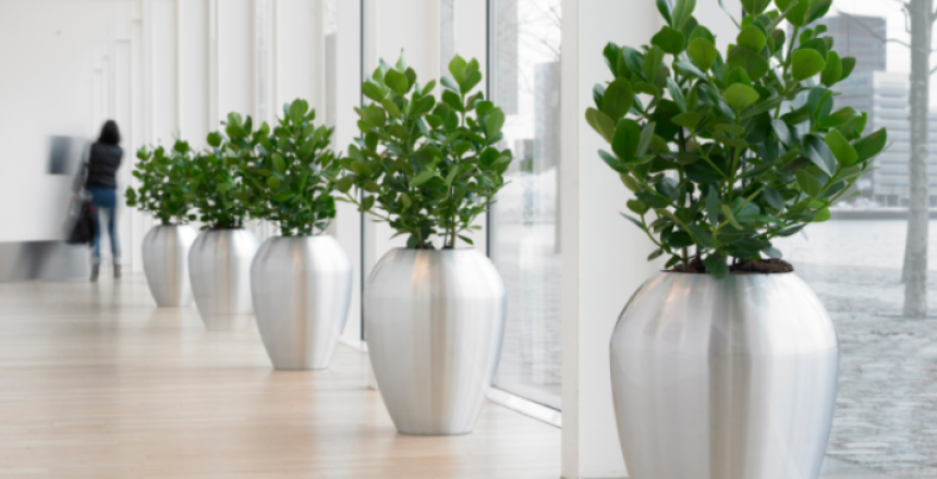 Indoor Plants
