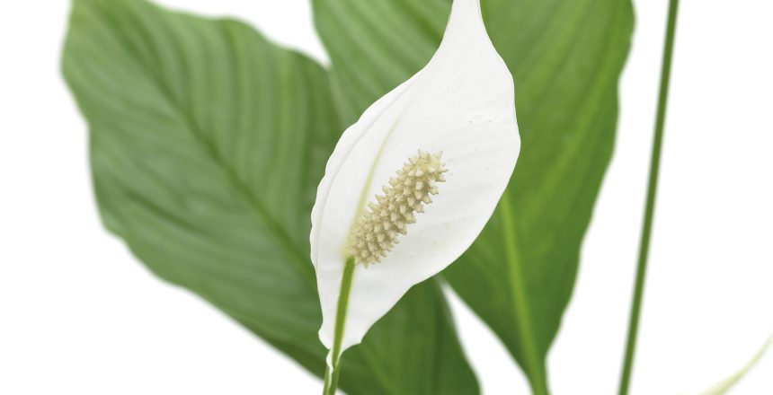 Peace Lily (Spathiphyllum)