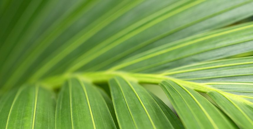 Kentia Palm