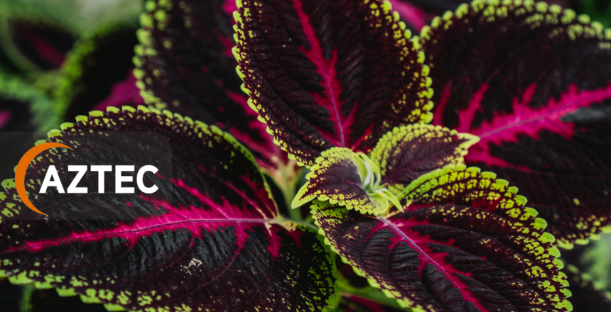 Discover Aztec Plants – Your go-to for office plant hire, maintenance, and bespoke plant solutions in the UK. Enhance your workspace today.