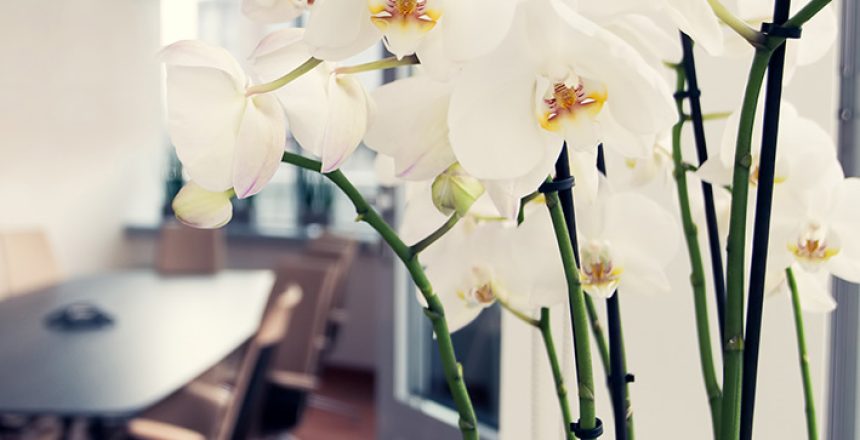 Flowers for boardrooms