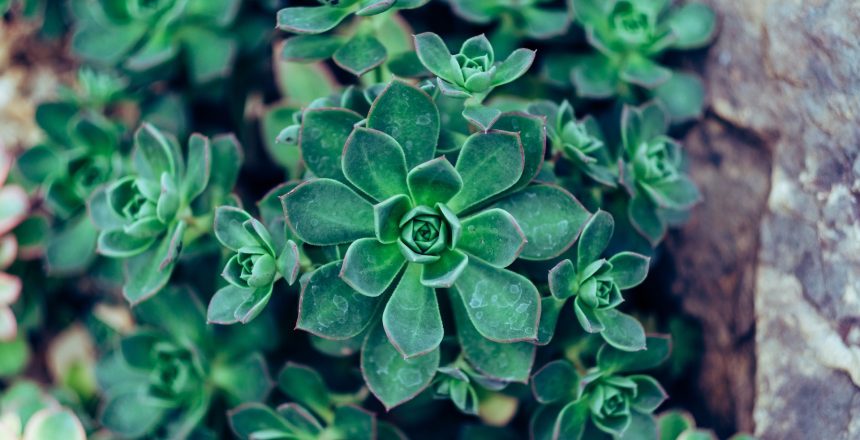 Discover Aztec Plants – Your go-to for office plant hire, maintenance, and bespoke plant solutions in the UK. Enhance your workspace today.