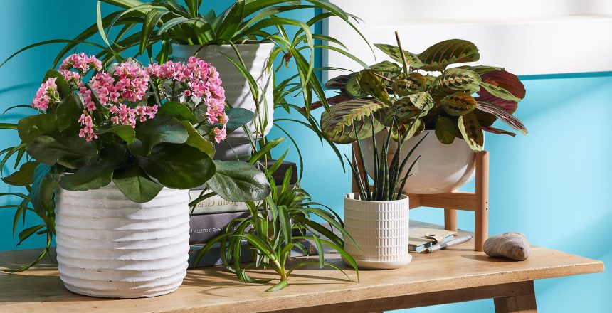 Small planters and plants