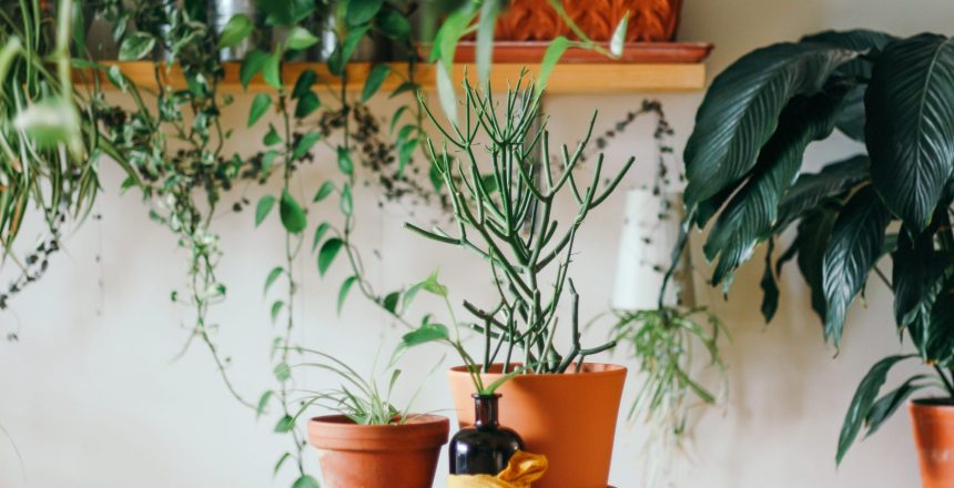 Artificial Vs Real Indoor Plants