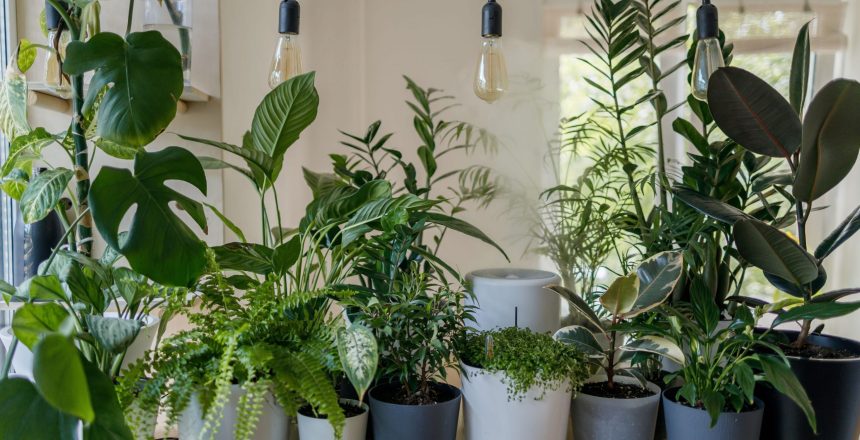 5 Tips To Actually Keep Your Indoor Plants Alive