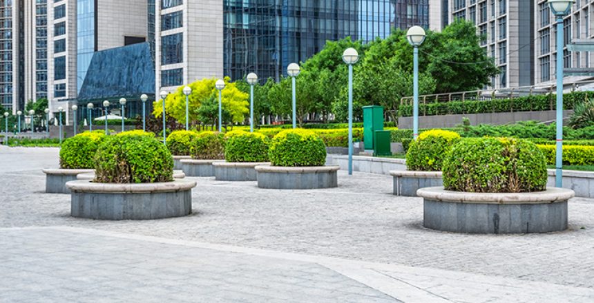 urban trees by aztec plants