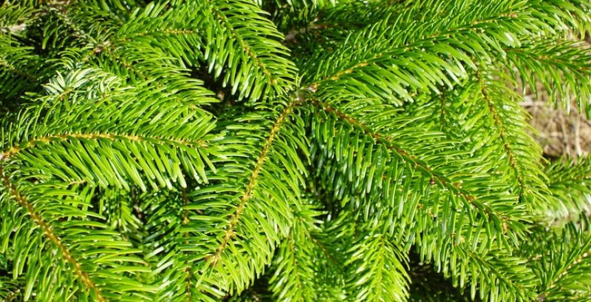 Real or Artificial - Which Christmas Trees Are Greener?