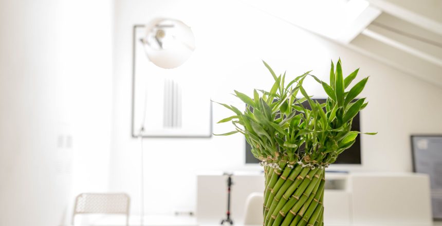 Indoor Plant Benefits