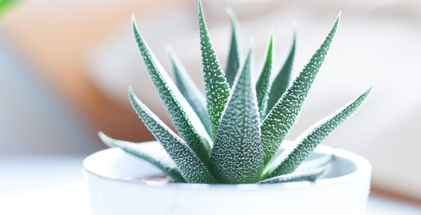 Real of Fake Plants?