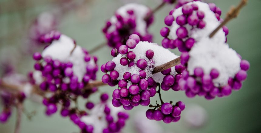 shrubs for winter colour