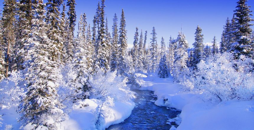 winter trees and shrubs
